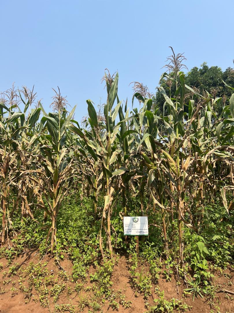 Agriculture in Rwanda